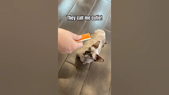 Video 11134521: sphynx cat cutecat, catlife sphynx, sphynx funny cutecat