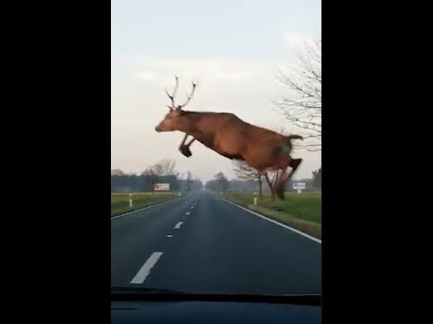 Video: Perché i cervi saltano davanti alle auto?