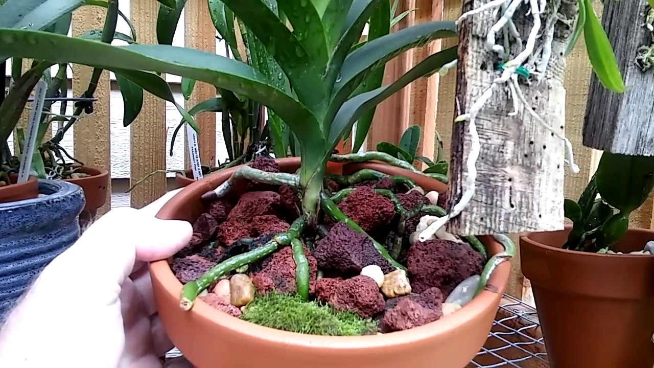 River rock, Lava rock, lecca beads...for orchids pt 3 