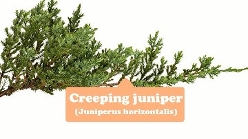 Protection, Anti-Theft Love--Creeping juniper