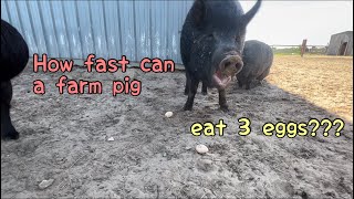 How fast can a farm pig eat 3 eggs