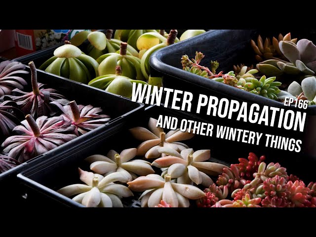 166 - Propagation in winter, and the next phase of my grow lights experiments