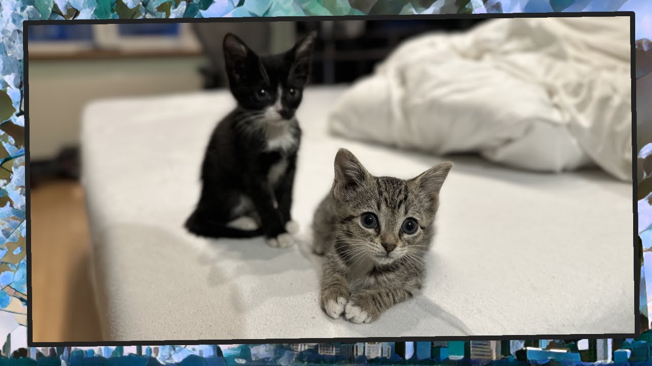 Foster Kitten Livestream (S7, E9) - Mar 2, 2024 - YouTube