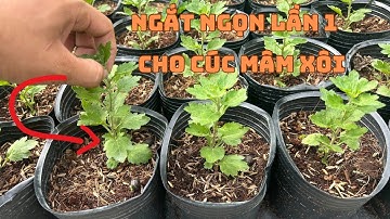 Cơi Ngọn Lần Đầu Cho Cúc Mâm Xôi 5 Cơi | Hoa Tết 2025