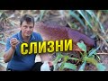 Испанские слизни 3 эффективных способа борьбы, которые успешно применяю я у себя на участке