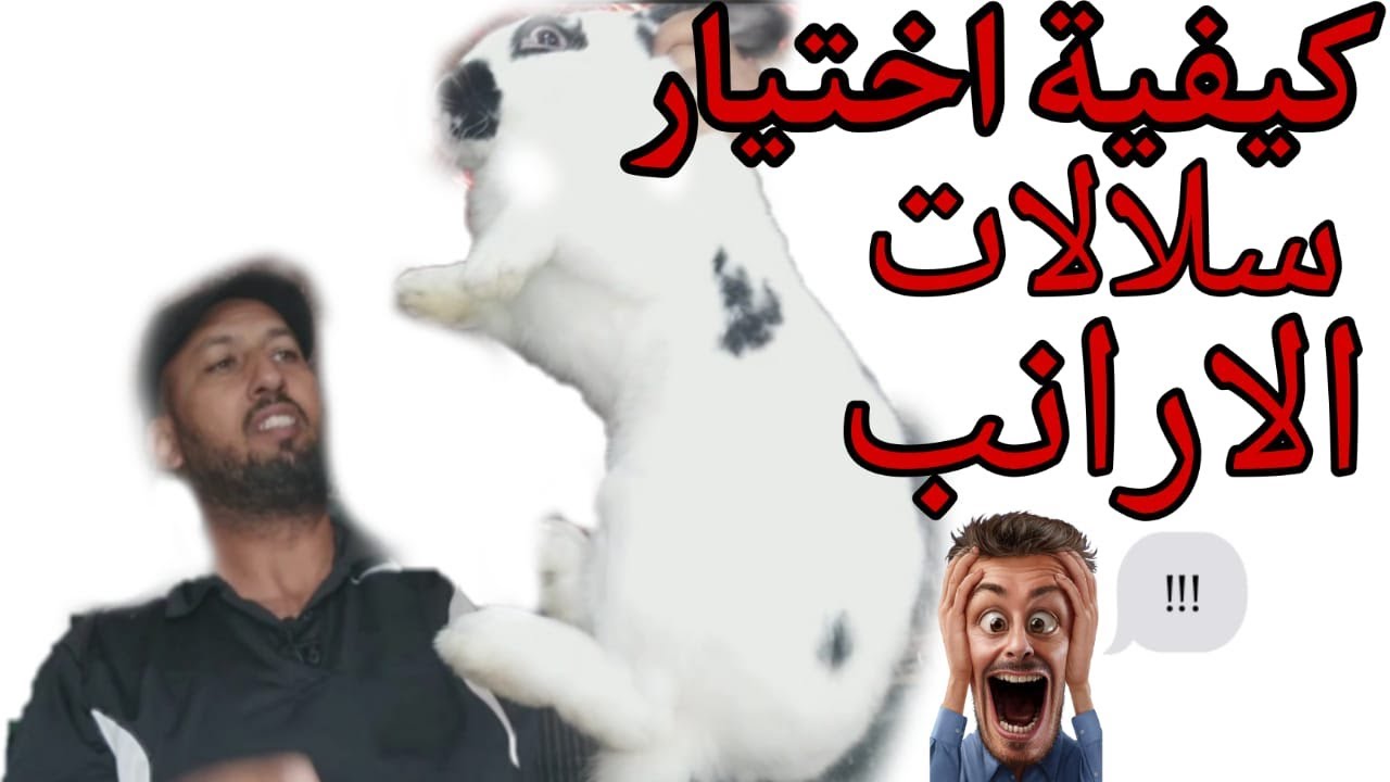 كيفية اختيار سلالات الارانب 🤯🔥السر الذي اخفاه عنك مربيو الارانب.