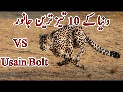 Fastest Animals in World | دنیا کے ۱۰ تیز ترین جانور