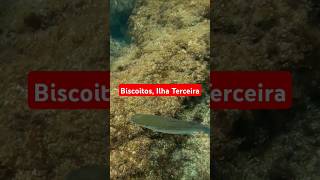 Piscinas naturais de Biscoitos #shorts #underwater #sea #portugal #azores #açores