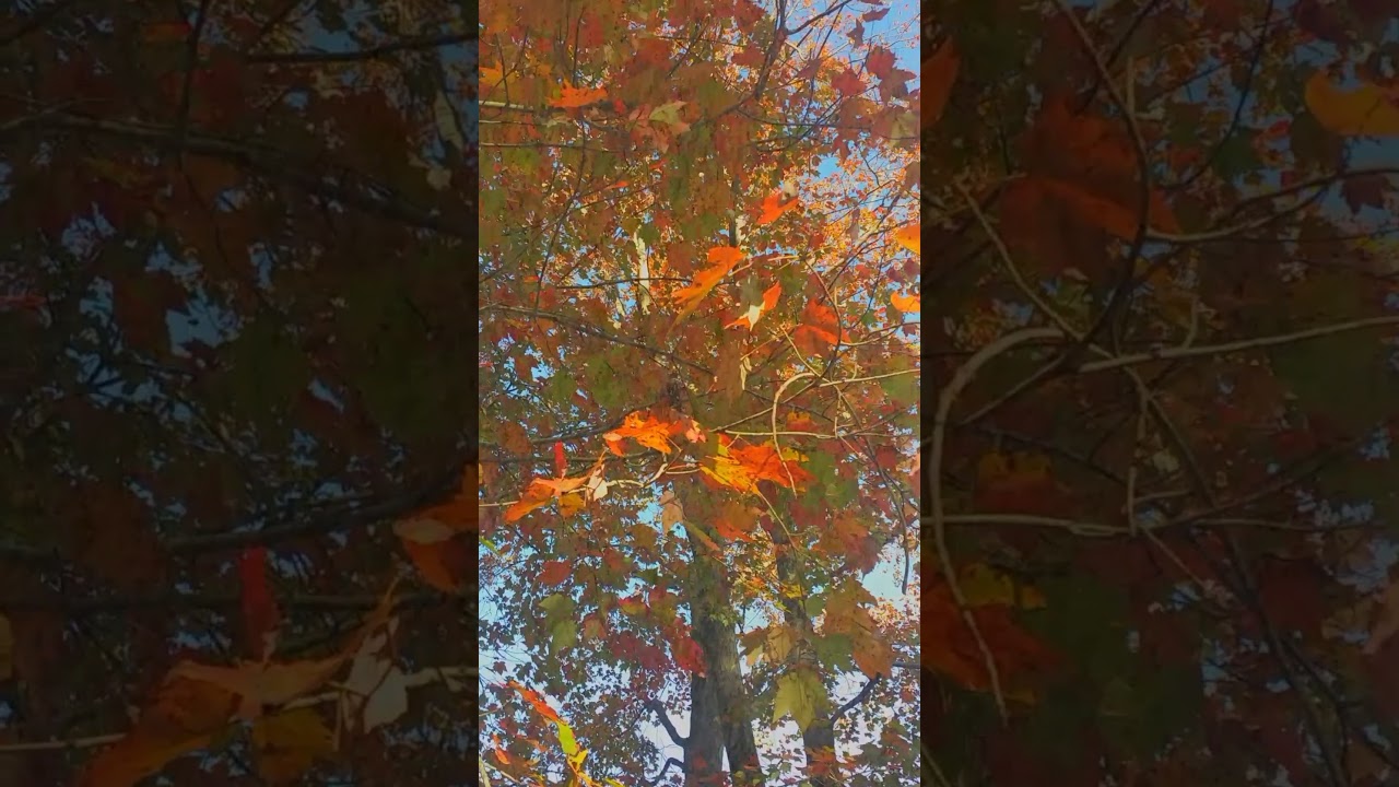 FALLFOLIAGE:Tree InTransformation.ASMR AMBIANCE.Gloria Wimberley 
