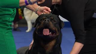 Rottweiler, 2020 National Dog Show, Working Group by VietPet TV 421,933 views 3 years ago 1 minute, 26 seconds