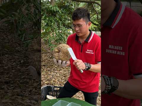 Video: Durian is 'n koninklike vrug