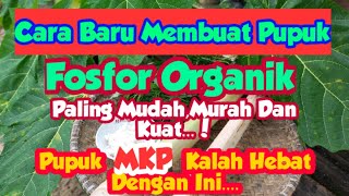 Pertanian - *Cara Membuat Pupuk Fosfor Organik Paling Lengkap,Mudah Dan Murah