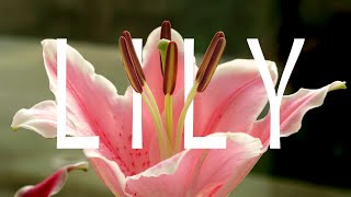 Stargazer Lily bloom and pollen release - within 12 hours time-lapse