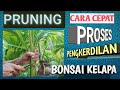 PRUNING, CARA CEPAT PROSES PENGKERDILAN BONSAI KELAPA