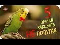 5 причин не заводить попугая