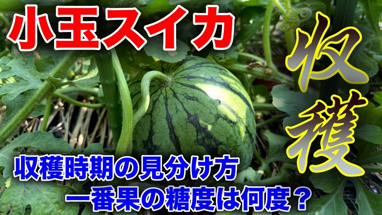 Watermelon] Is the first flower really not delicious? ~Home