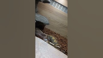 Swallowing a rat 🐍🐭 #ballpython ##snake #animals #funny #fyp #rat #eating #python