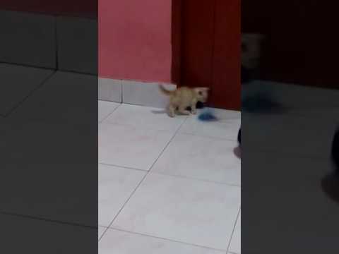 Lucu kucing anggora(7)