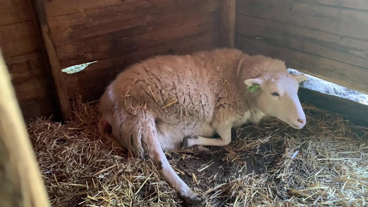 Live birth of twins | My favorite ewe giving birth to super cute twins | On the end lambs all dry