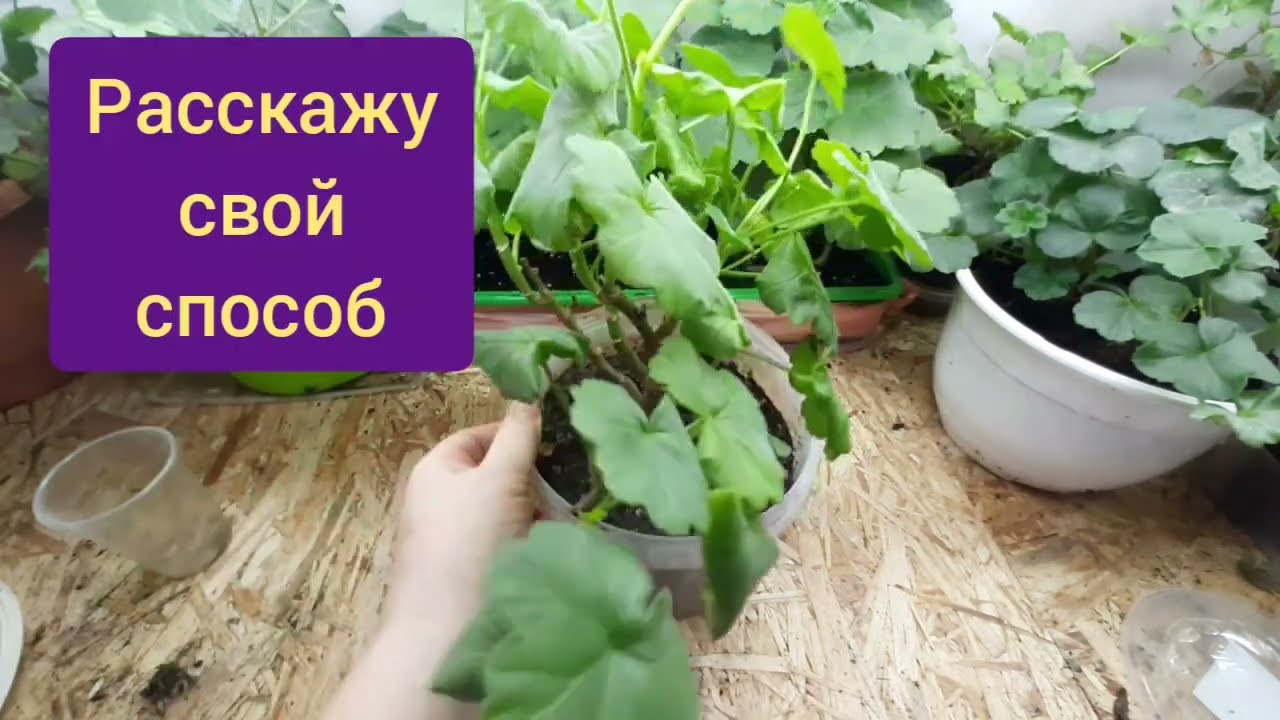 Черенкуем пеларгонию без потерь. Приживутся все черенки на 100%