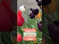Place in Denmark#roskilde #scandinavia #trending #viralvideo #viralshorts #tamilvlog