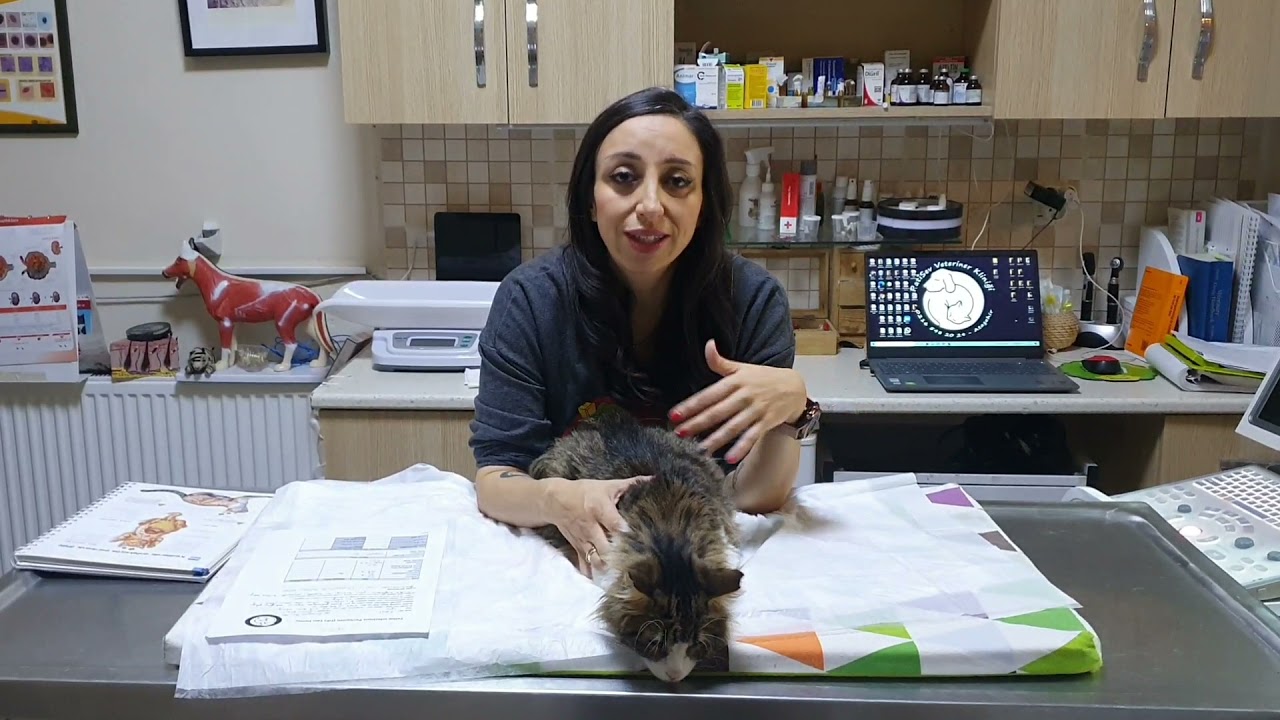 Kedim FIP mi oldu? Kedim Islak FIP oldu? Kedi Corona hastalığı nedir?Kedi coronası 2. bölüm.