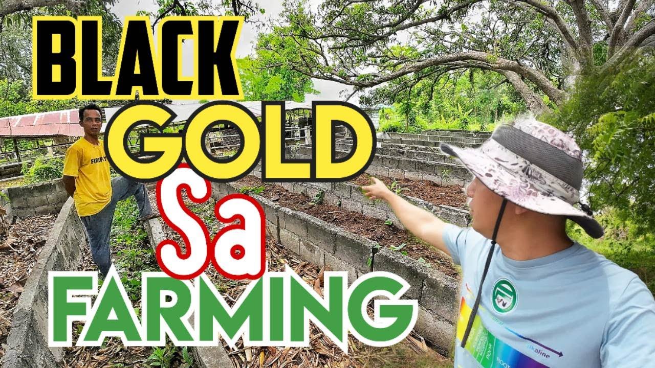 Vermicast ang tinaguriang Black Gold sa Farming | Vermiculture | Vermicomposting
