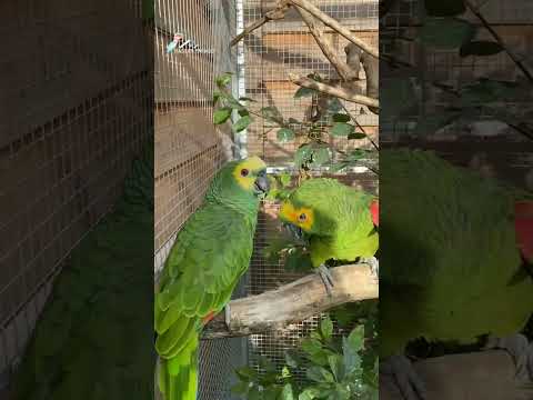 yellow crowned Amazon parrot #viralshorts #hassanpapagei