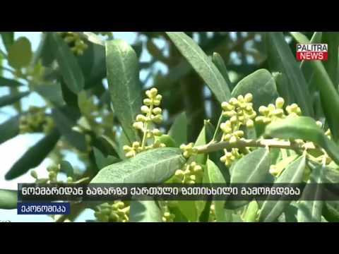 ნოემბრიდან ბაზარზე ქართული ზეთისხილი გამოჩნდება