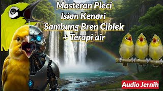 Download Lagu Masteran Pleci Isian Kenari Sambung Bren Ciblek + Terapi Air, Cocok Untuk Cetak Anakan Plecimu MP3