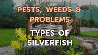 Types of Silverfish