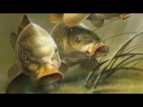 თევზაობა საზანზე ფიდერით/Feeder Fishing