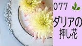 チューリップの押し花の作り方 Youtube