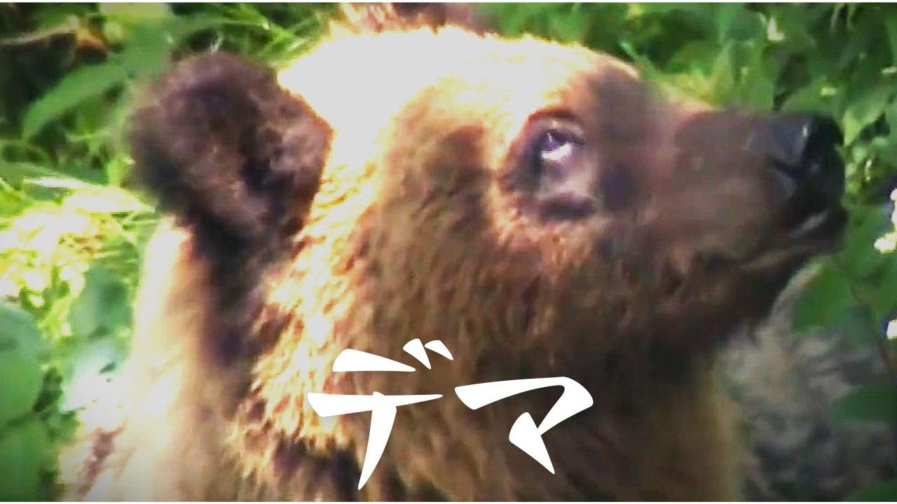 ヒグマ駆除巡りSNSでデマ】『知床のクマはみな耳にタグがあるから