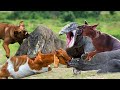 Hazardous! Brave Dogs Rush To Bite The Giant Komodo Dragon&#39;s Neck To Save Their Owner&#39;s Goat