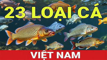 Khám Phá 23 Loài Cá Nước Ngọt Việt Nam Độc Đáo: Đa Dạng & Giá Trị Kinh Tế