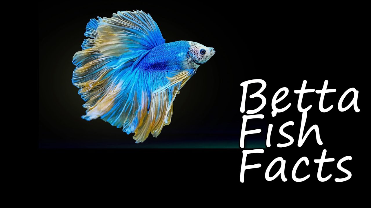 10 Amazing BETTA FISH Facts!! YouTube