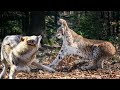 El Lince Es Temido Incluso Por Los Lobos, el felino que no perdona a los enemigos