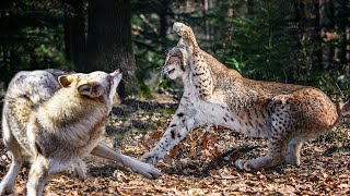 The Lynx is Feared Even by Wolves, the feline that does not forgive enemies