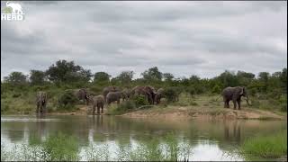 Zindoga Runs Away from Rhinos & Setombe Protects Her Baby, Elephant Phabeni