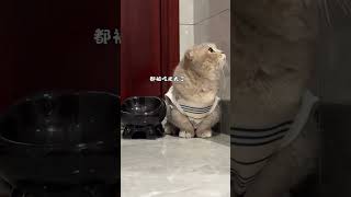 Look at this adorable chubby kitten with a *round belly* and *no visible waist*—she’s basically