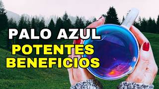 Propiedades Medicinales Del PALO AZUL o Palo DULCE, VARA Dulce O CUATE   Eysenhardtia Polystachya