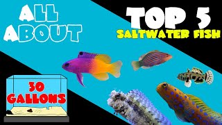 Top 5 Fish for 30 Gallon Saltwater Tank