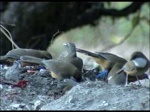 Gaggle of White-throated Laughing Thrush in the Himalaya 