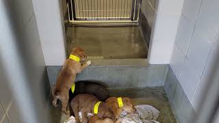 acs A678376 A678377 A678378 A678379 Guide