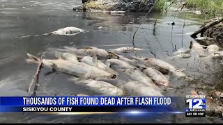 Thousands of fish found dead after flash flood