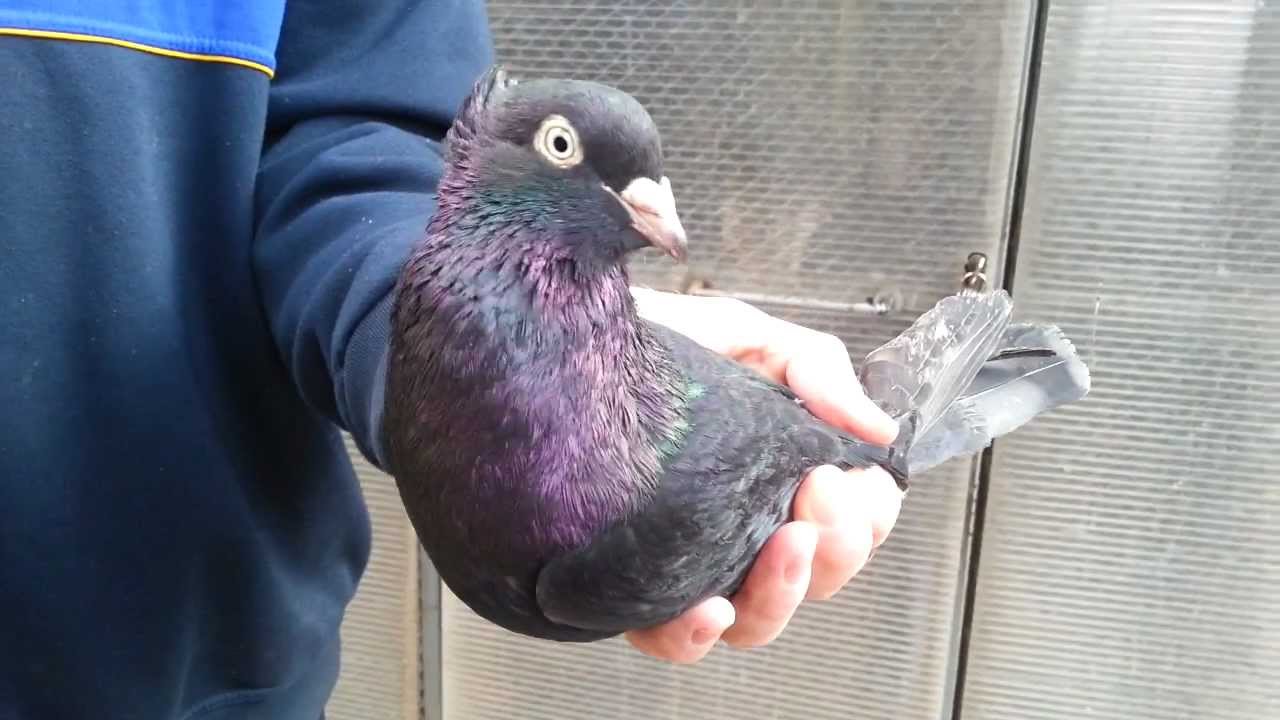 Beogradski Visokoletaci Koprivica Dusan 0644483171 Prodaja Golubova NOVE SLIKE DODATE U OPISU