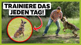 6 Übungen Die Du Jeden Tag Mit Deinem Hund Machen Solltest