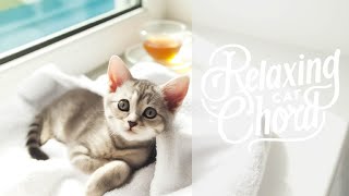 RELAXING CAT CHORD VOL.43　【Relax | Relaxation | BGM | Lofi|  癒し | Healing | 猫 | Cat |  睡眠 | 作業用】