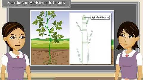 Functions of Meristematic Tissues | Class 9 | Science